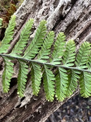 Adenophorus tamariscinus