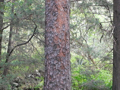 Pinus patula