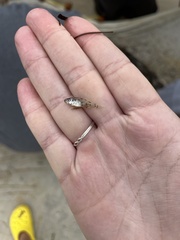 Leiostomus xanthurus