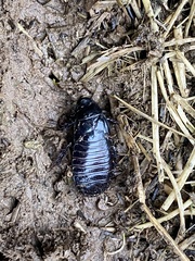 Panesthiinae