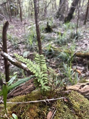 Adenophorus tamariscinus