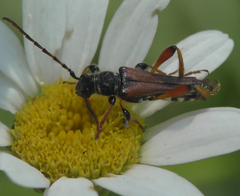 Stenopterus rufus