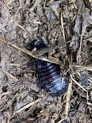 Panesthiinae