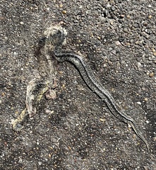 Lampropeltis holbrooki