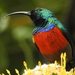 Greater Double-collared Sunbird - Photo (c) Colin Ralston, some rights reserved (CC BY-NC), uploaded by Colin Ralston
