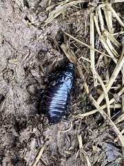 Panesthiinae