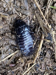 Panesthiinae