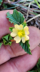 Malvastrum coromandelianum