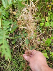 Epilobium tetragonum