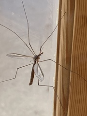 Tipula