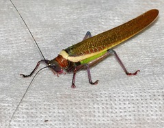 Moncheca elegans