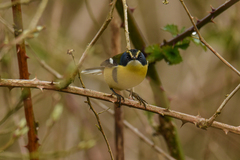 Tachuris rubrigastra