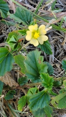 Malvastrum coromandelianum