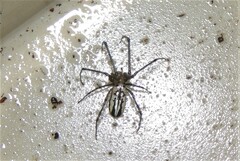 Leucauge dromedaria
