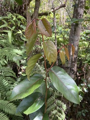 Xylosma hawaiensis