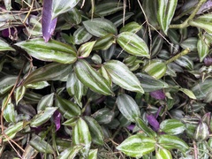 Tradescantia zebrina