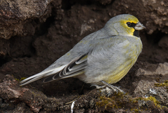 Melanodera xanthogramma