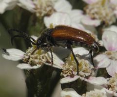 Pseudovadonia livida