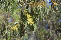 Acacia crassicarpa