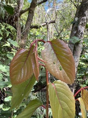 Xylosma hawaiensis