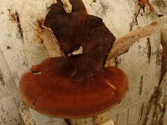 Postia pelliculosa