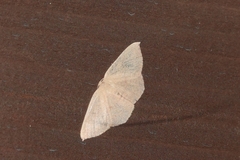 Cyclophora puppillaria