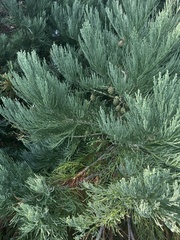 Sequoiadendron
