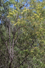 Acacia crassicarpa