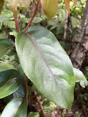 Xylosma hawaiensis