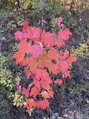 Viburnum acerifolium