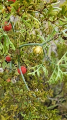 Ibervillea tenuisecta