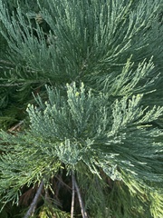 Sequoiadendron