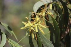 Acacia crassicarpa