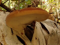 Postia pelliculosa