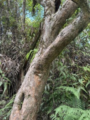 Syzygium sandwicense