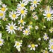 Arkansas Lazy Daisy - Photo (c) amy_buthod, some rights reserved (CC BY-NC-SA)