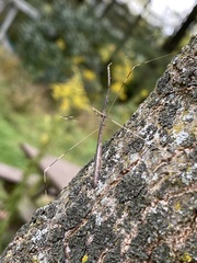 Emesaya brevipennis