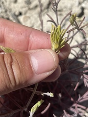 Cordylanthus ramosus