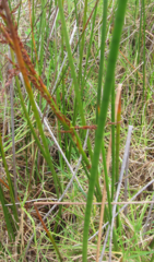 Machaerina articulata