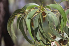 Acacia crassicarpa