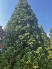 Sequoiadendron
