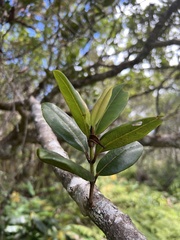 Syzygium sandwicense