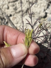 Cordylanthus ramosus