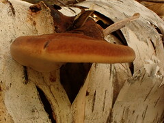 Postia pelliculosa