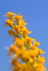 Solidago mexicana