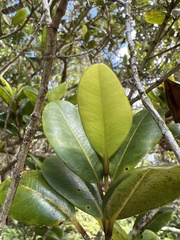 Syzygium sandwicense