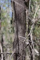 Acacia crassicarpa