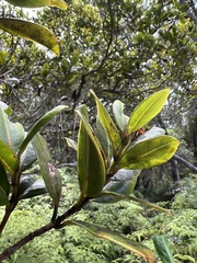 Syzygium sandwicense