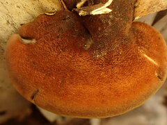 Postia pelliculosa