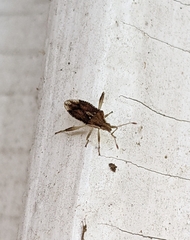 Harmostes fraterculus